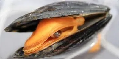 Il est devenu célèbre dans le milieu de la conchylliculture grâce à ses moules qui sont grosses comme des beulons.