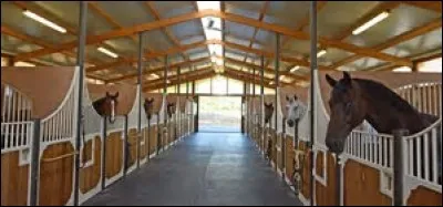 Que peut-on utiliser comme litière pour un cheval ?