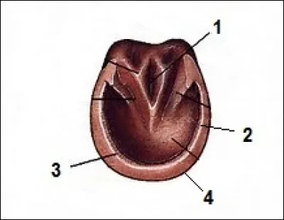 Quel est le nom de la partie n°2 du fer ?