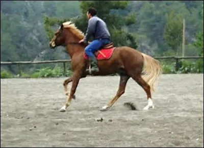Piste à main droite, pour galoper sur le bon pied, il faut ...