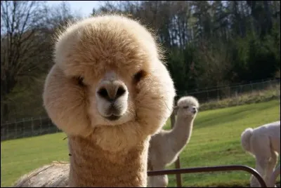 Quelle est l'espérance de vie de l'alpaga?