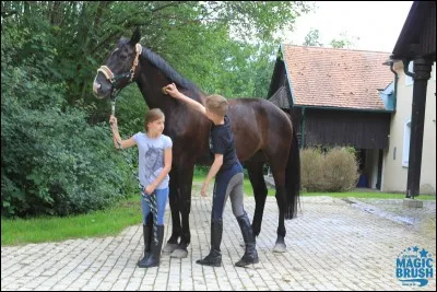 Par quoi commen&ccedil;ons-nous le pansage?