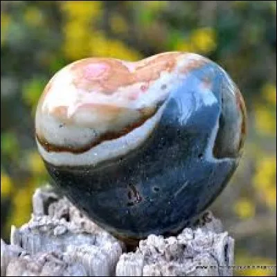 Le framboisier est celle du mont Ida :