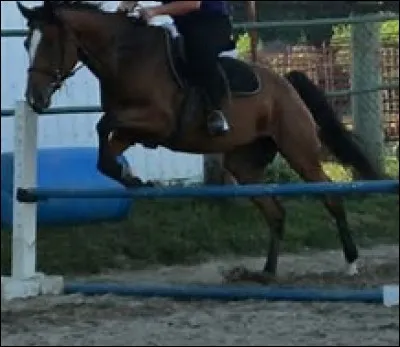 Un cavaletti désigne ...