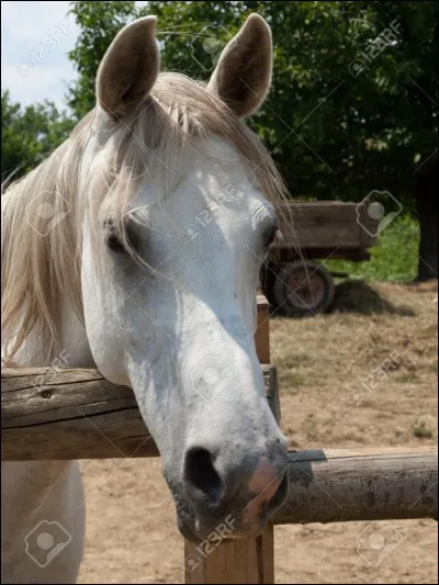 Je m'alerte sur le comportement de mon cheval lorsque ...