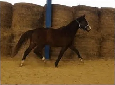 Pour partir au galop ...