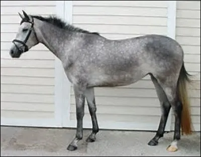 Quels sont les 3 points essentiels au bien-être du cheval ?