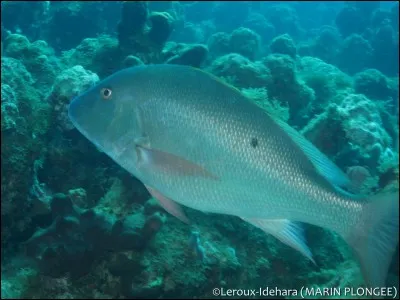 Vrai ou faux ? Ce poisson est un maigre.