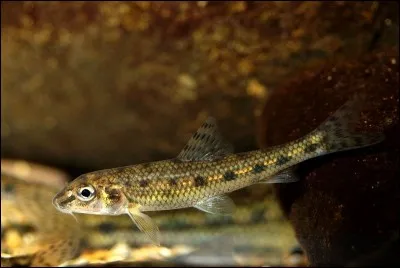 Vrai ou faux ? Ce poisson est une saupe.