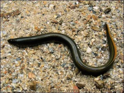 Vrai ou faux ? Ce poisson est une lamproie.
