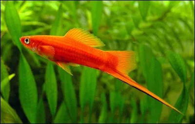 Vrai ou faux ? Ce poisson est un xipho.