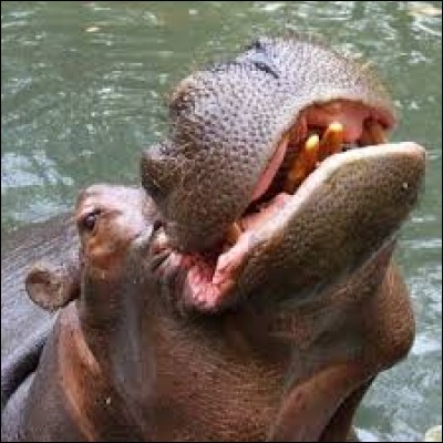 L'hipopotame est un quadrupaide à la peau très épaisse qui, en plus, produit des dermes énormes.