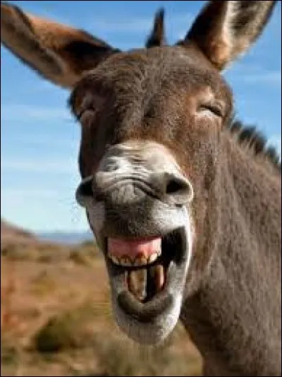 L'ânier carresse l'ânesse dans la rue et formule ensuite une demande : ''Vise l'âne ! ''