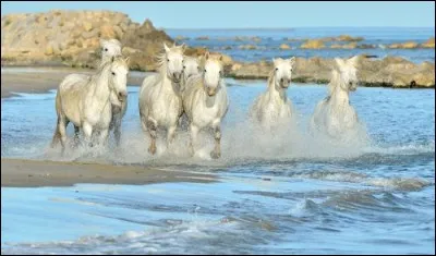 Dans quels départements est située la Camargue ?