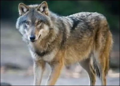 Un jour, un loup-garou est n&eacute; suite &agrave; un croisement de loups.