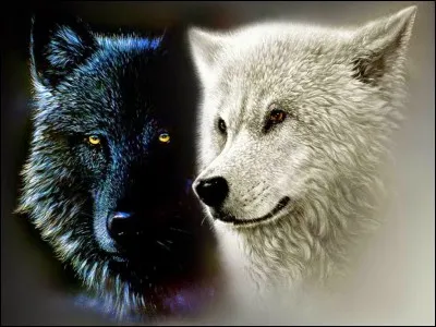 Un loup ne peut pas &ecirc;tre attaqu&eacute; par un loup qui est dans la m&ecirc;me meute.