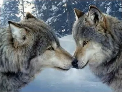 Pourquoi les loups hurlent-ils ?