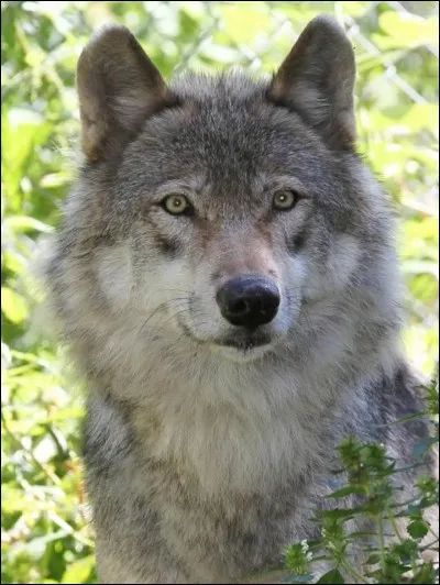 Quel est le plat pr&eacute;f&eacute;r&eacute; du loup ?