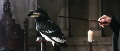 Si tu as soif mais que tu n'as pas de verre, tu utilises ton animal de compagnie ! Tu utilises...