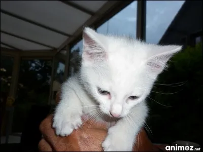 Emma préfère les chiens plutôt que les chats.