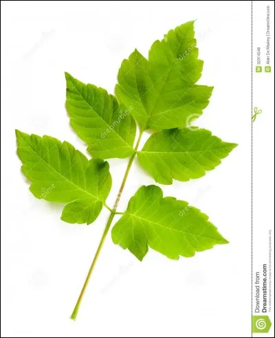 Emma ne porte que des vêtements faits avec des matières écologiques et respectueuses de l'environnement.