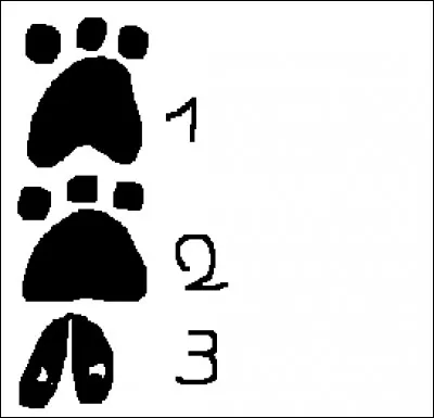 Quelle est la bonne empreinte d'un chat ?