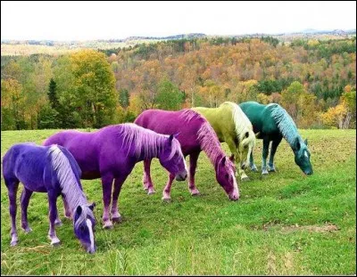 Comment appelle-t-on la couleur d'un cheval ?