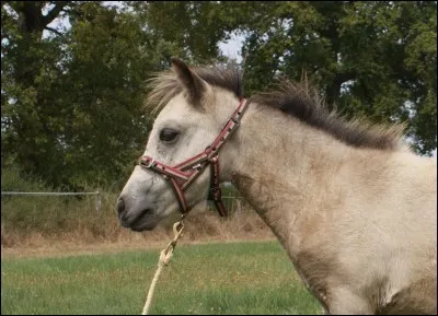 Si je promène mon cheval à pieds avec quoi je le guide ?