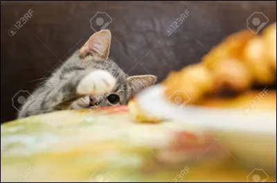 Avez-vous déjà commis des crimes ? (Vols ou autres)