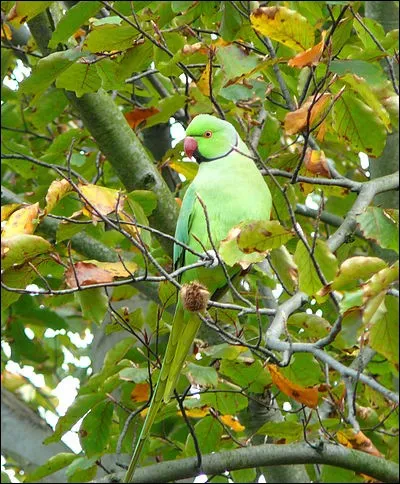 Marie Maïtena vole haut...