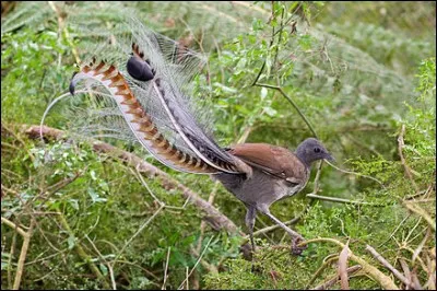 La p'tite France caline ...