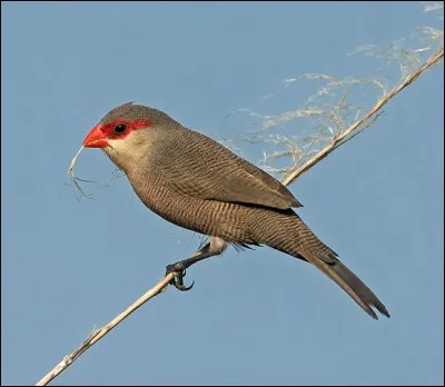 Georgie tente la zoophilie...