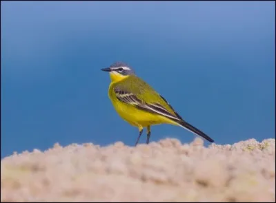 En dératé, qui ne s'arrête jamais, il contrepète...