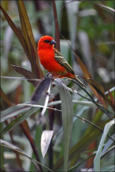 Mr 100.000 volts a un GPS chatoyant...