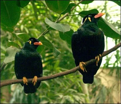 Le Michel aux lunettes mange des insectes...