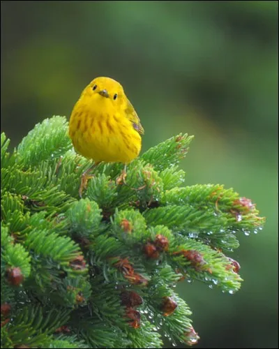 La Dame en noir y transfigure l'indicible...