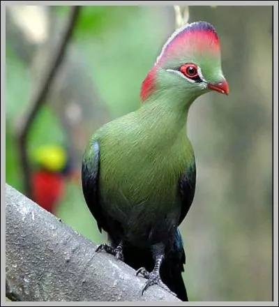 Luis tout sourire en fait son amour...