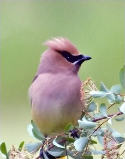 Boby est à la maternité...