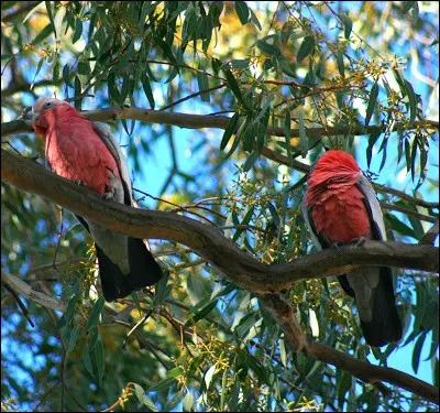 Joe l'américain veut qu'on lui foute la paix...