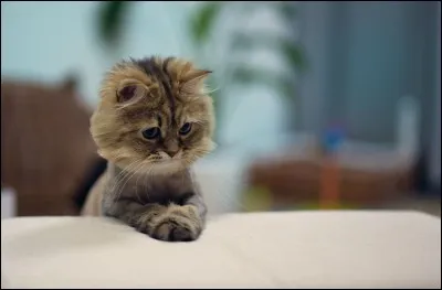 Combien d'enfants auraient-ils plus tard ?