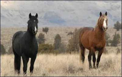 Existe-t-il des chevaux sauvages ?