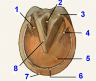 Comment se nomme la partie n&deg;8 ?