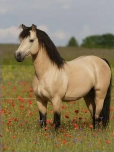 Quel est le nom de cette robe ?