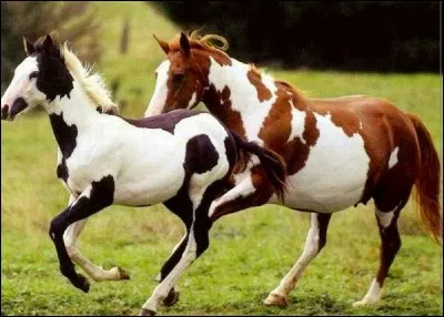 Quel est le nom de la robe du cheval de droite ?