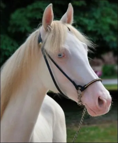Le ph&eacute;nom&egrave;ne de l'albinisme est-il existant chez le cheval ?