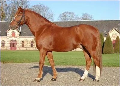 Quel est le nom de cette robe ?