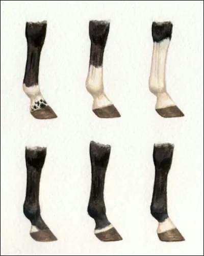 Comment appelle-t-on les marques blanches aux pieds de certains chevaux ?