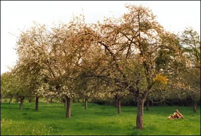 Luna est le nom d'un cultivar de ____ domestique.