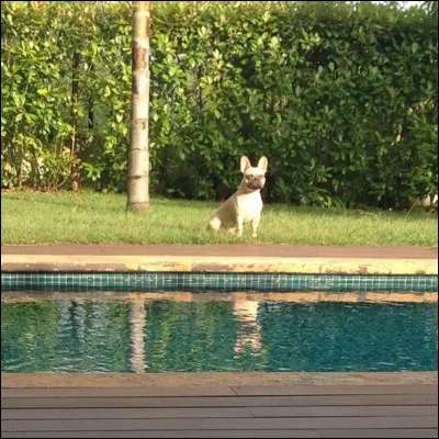 Quelle est la race de son chien ?