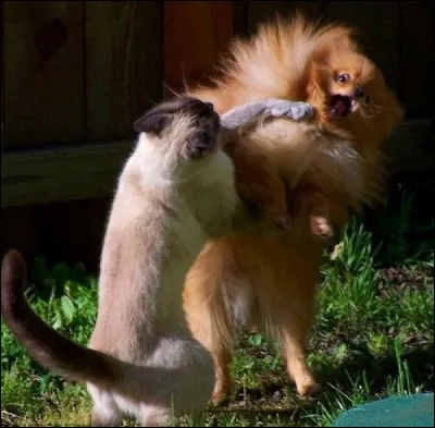 Tu préfères mourir...